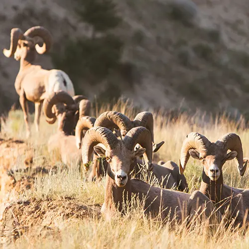 Sheep in Radium Hot Springs, BC